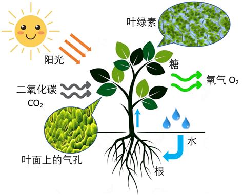 不能行光合作用的植物|有没有不需要光合作用的植物？